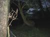 Tree at Lissicorrane 2_thumb.jpg 2.2K
